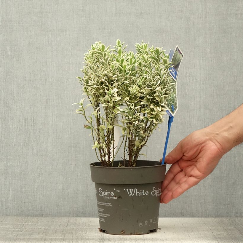 Spécimen de Euonymus japonicus White Spire - Fusain du Japon Pot de 2L/3L tel que livré en été