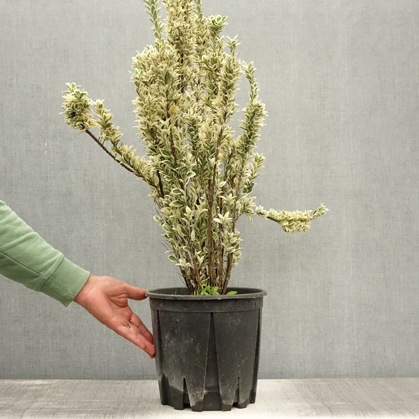 Spécimen de Euonymus japonicus White Spire - Fusain du Japon Pot de 7,5L/10L tel que livré en été