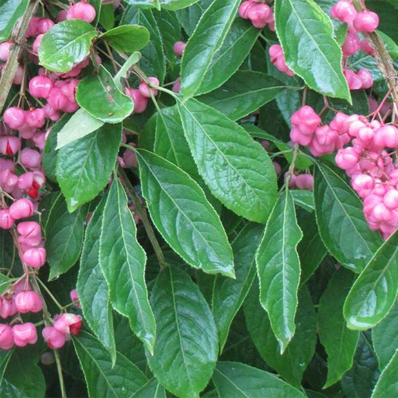 Euonymus phellomanus - Fusain de Chine (Feuillage)