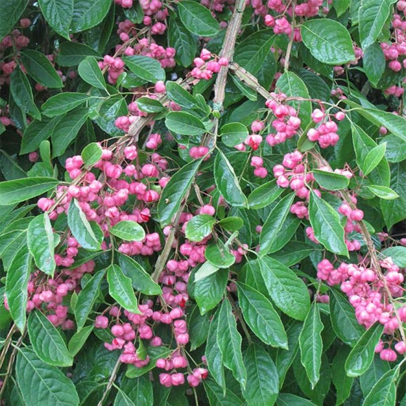 Euonymus phellomanus - Fusain de Chine (Floraison)