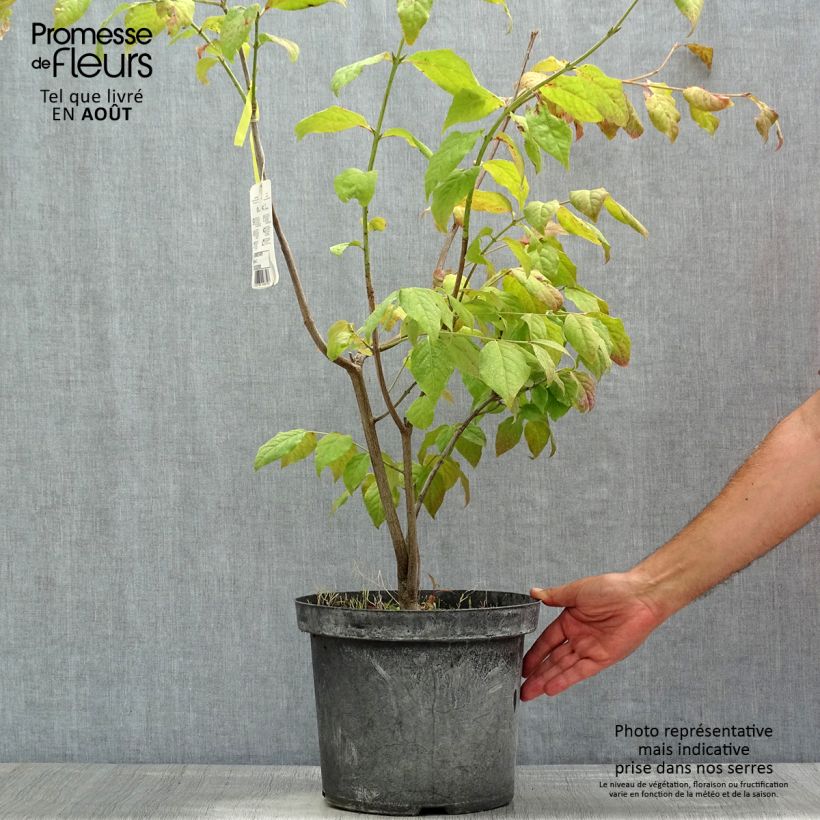 Spécimen de Euonymus planipes - Fusain Pot de 2L/3L tel que livré en été