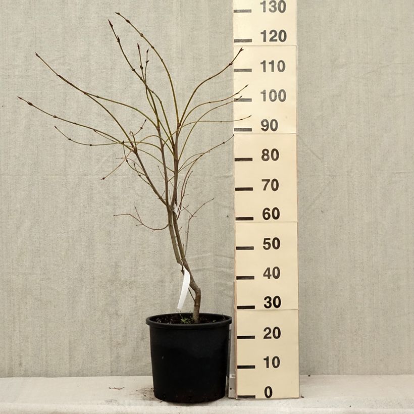 Spécimen de Euonymus planipes - Fusain Pot de 12L/15LHauteur livrée env. 80+cm tel que livré au printemps