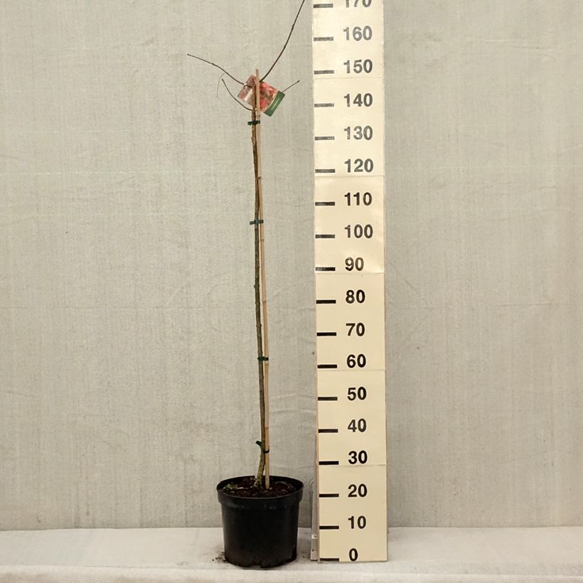 Spécimen de Euonymus planipes - Fusain Pot de 7,5L/10LHauteur livrée env. 60/80cm tel que livré au printemps