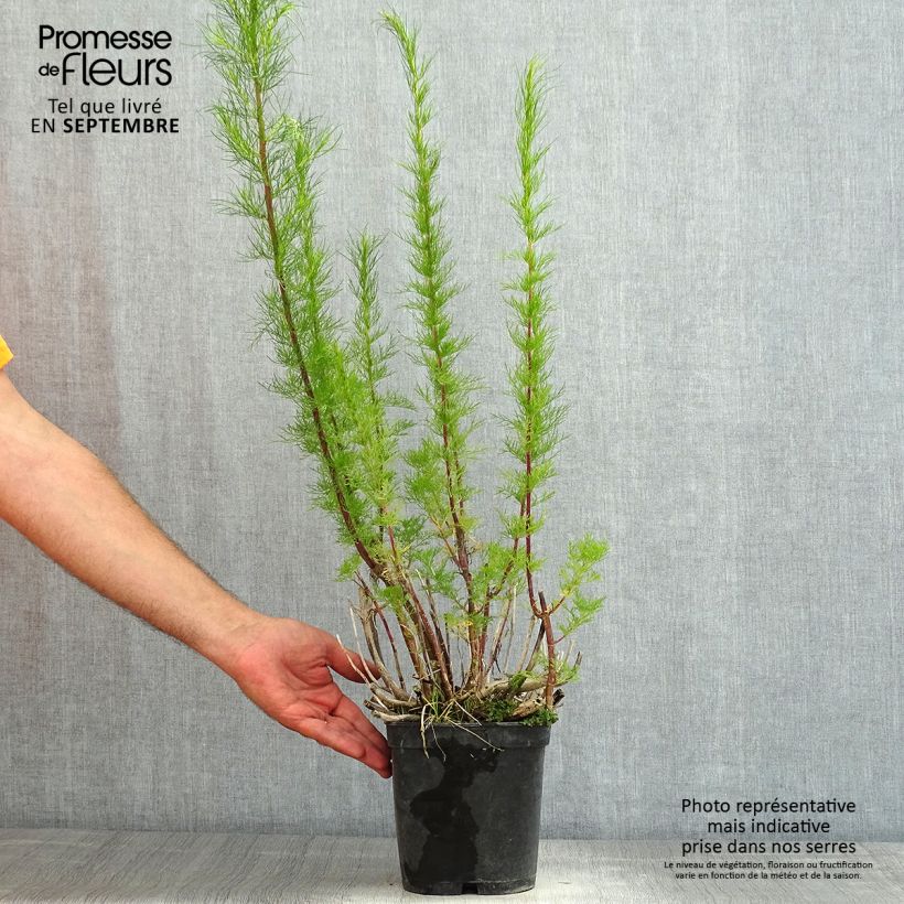 Spécimen de Eupatorium Elegant Plume - Eupatoire Pot de 2L/3L tel que livré en été