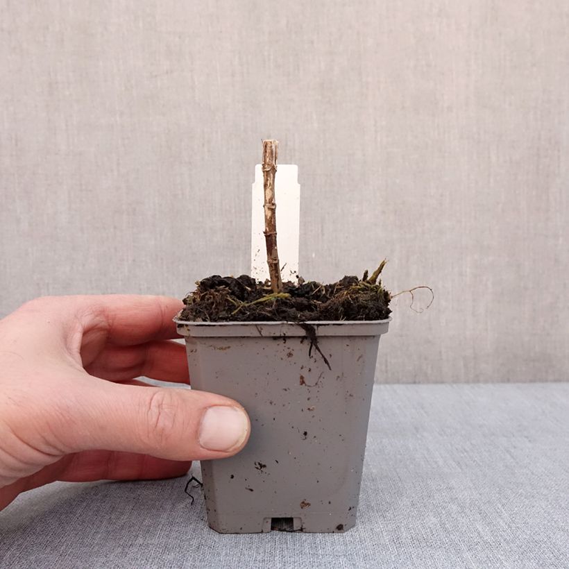 Spécimen de Eupatorium hybride Baby Joe - Eupatoire Godet de 8/9 cm tel que livré en hiver