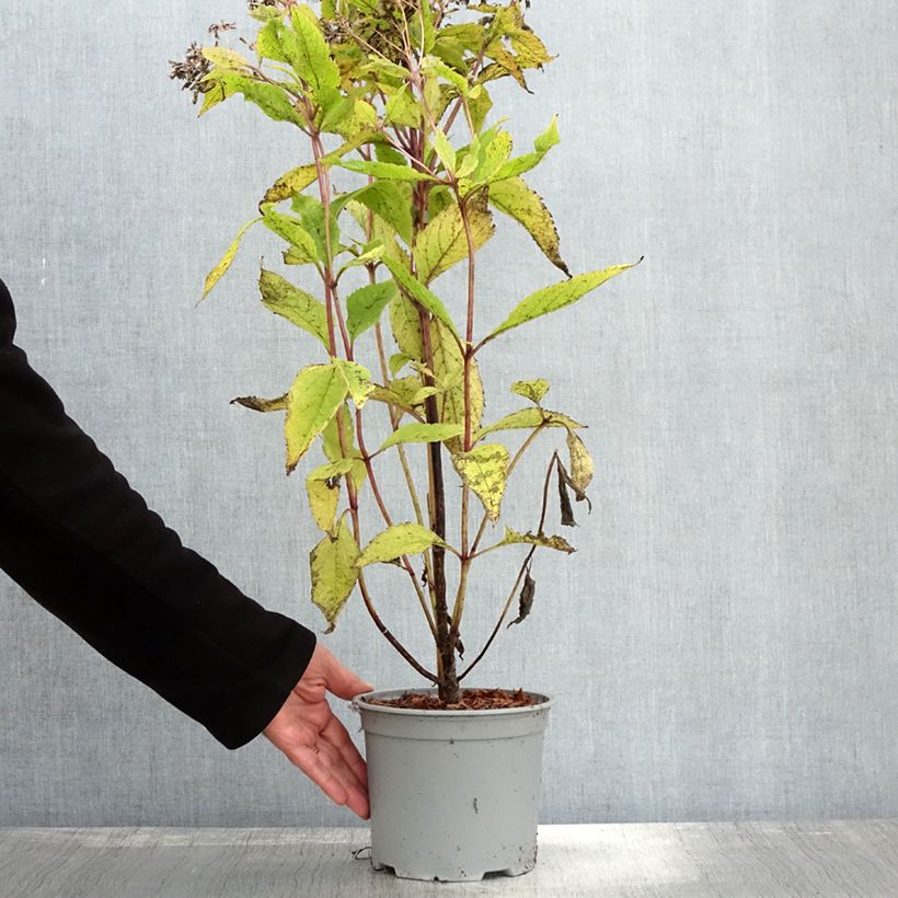 Spécimen de Eupatorium hybride Baby Joe - Eupatoire Pot de 3L/4L tel que livré en automne