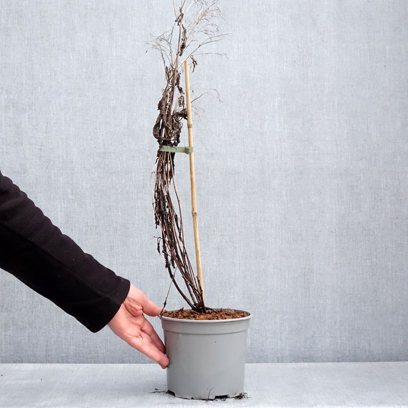 Spécimen de Eupatorium hybride Baby Joe - Eupatoire - Pot de 3L/4L tel que livré au printemps