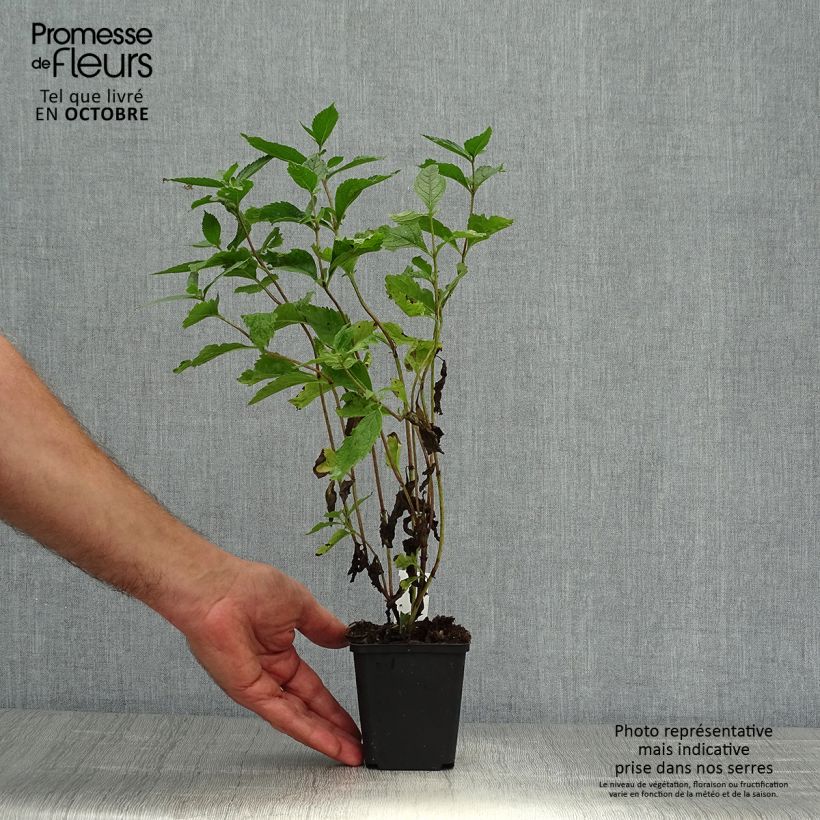 Spécimen de Eupatorium maculatum Phantom - Eupatoire Godet de 8/9 cm tel que livré en automne