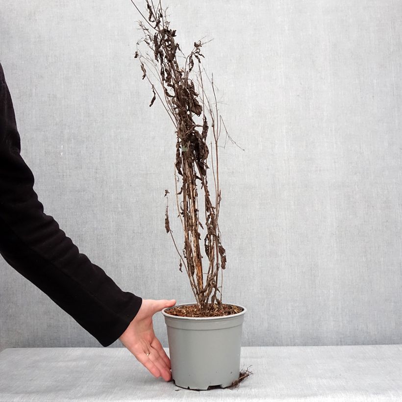 Spécimen de Eupatorium maculatum Phantom - Eupatoire Pot de 3L/4L tel que livré en hiver