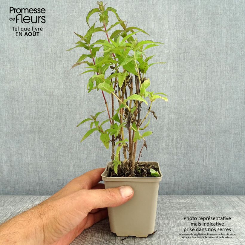 Spécimen de Eupatorium perfoliatum - Eupatoire perfoliée Godet de 8/9 cm tel que livré en été