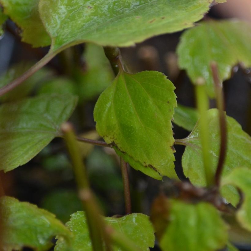 Eupatorium rugosum braunlaub ou Ageratina altissima (Feuillage)