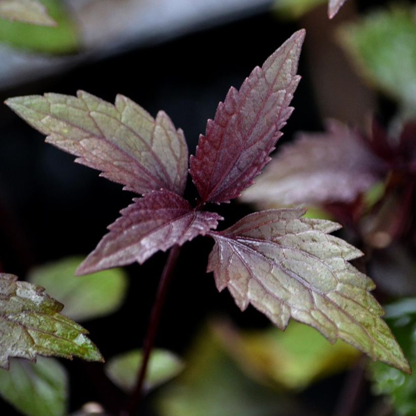 Eupatorium rugosum Chocolate ou Ageratina altissima (Feuillage)