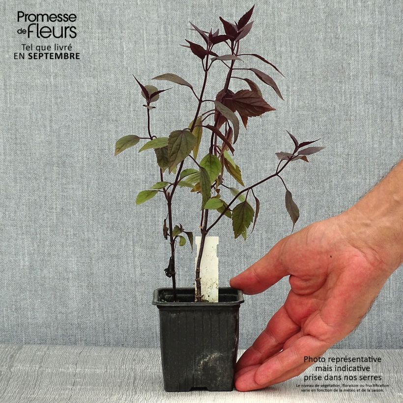 Spécimen de Eupatorium rugosum Chocolate ou Ageratina altissima Godet de 8/9 cm tel que livré en été