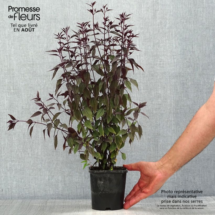 Spécimen de Eupatorium rugosum Chocolate ou Ageratina altissima Pot de 1,5L/2L tel que livré en été