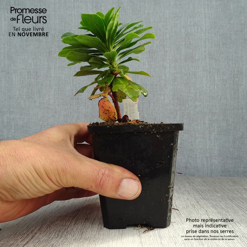 Spécimen de Euphorbe amygdaloïdes var. robbiae Godet de 8/9 cm tel que livré en automne