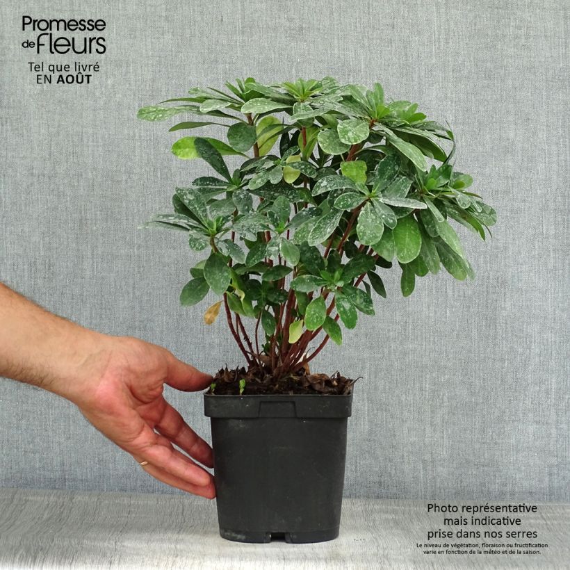 Spécimen de Euphorbe amygdaloïdes var. robbiae Pot de 2L/3L tel que livré en été