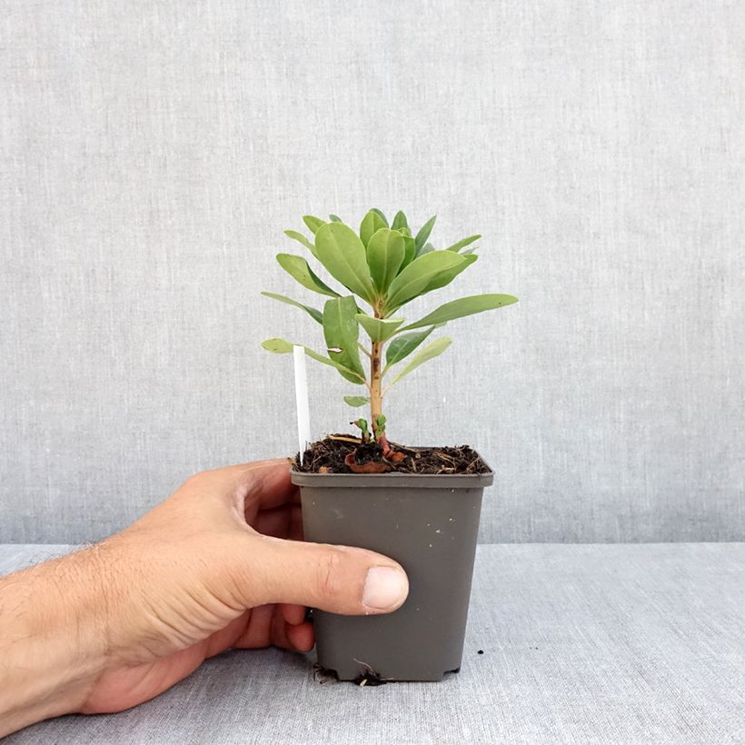 Spécimen de Euphorbe amygdaloïdes var. robbiae Godet de 8/9 cm tel que livré en été