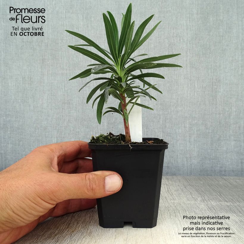 Spécimen de Euphorbe characias Blue Wonder Godet de 8/9 cm tel que livré en automne
