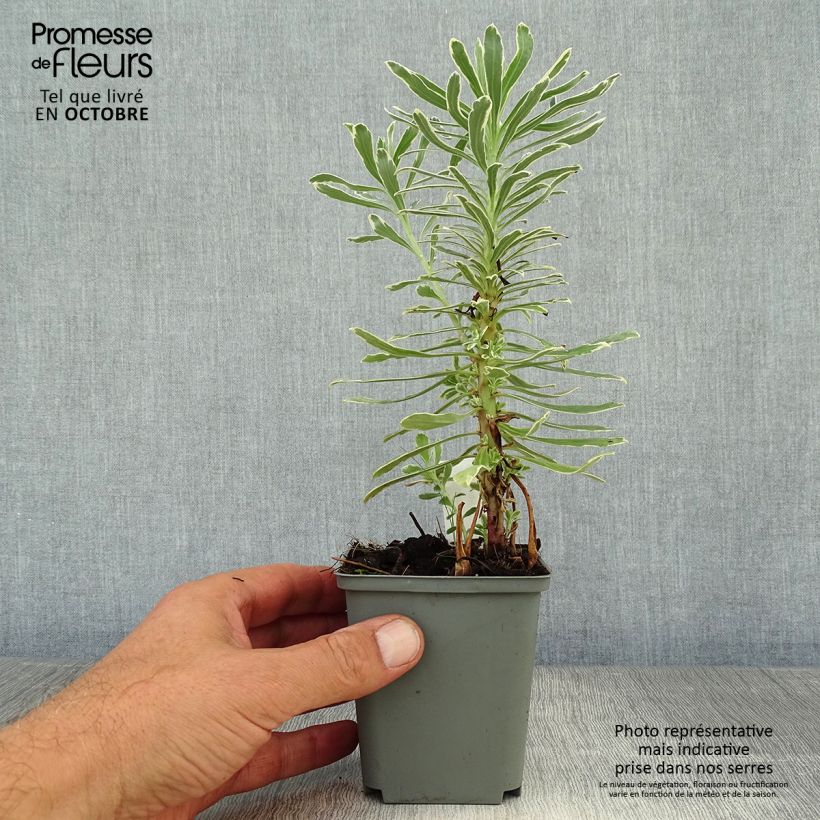 Spécimen de Euphorbe characias Wilcott (Silver Swan) Godet de 8/9 cm tel que livré en automne