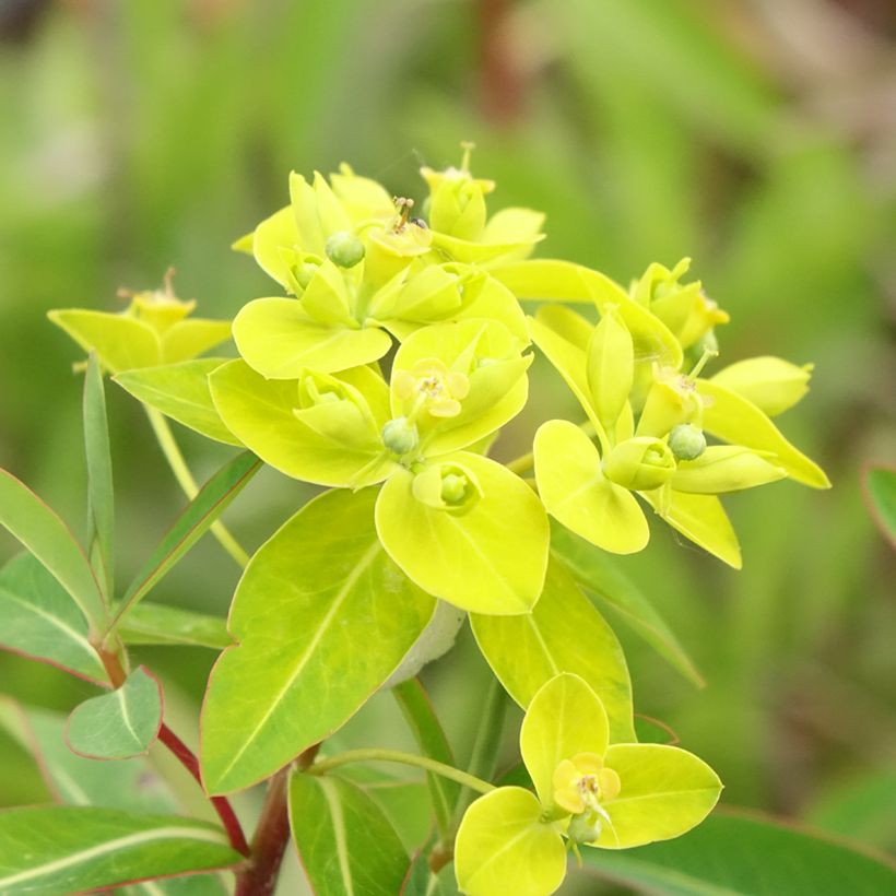 Euphorbe, Euphorbia Cornigera (Floraison)