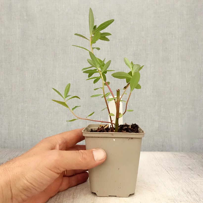 Spécimen de Euphorbe palustris Walenburg's Glory - Euphorbe des marais Godet de 8/9 cm tel que livré en été