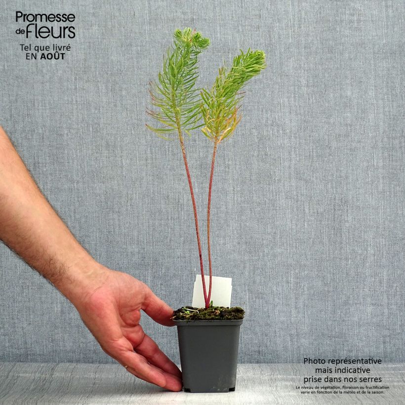 Spécimen de Euphorbe Petit-Cyprès - Euphorbia cyparissias Godet de 8/9 cm tel que livré en été