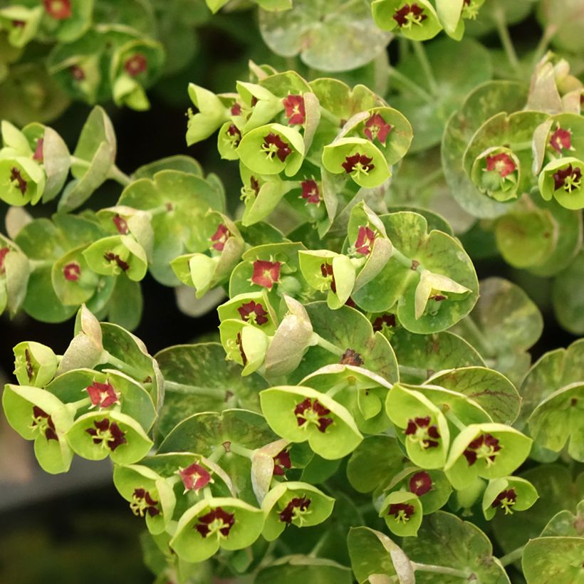 Euphorbe x martinii (Floraison)