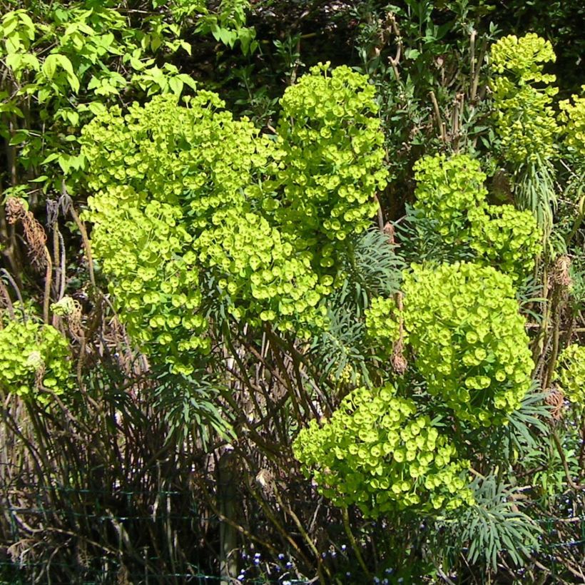 Euphorbia characias - Euphorbe arbustive (Floraison)
