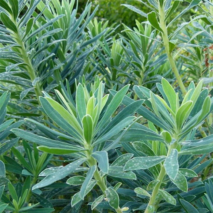 Euphorbia characias - Euphorbe arbustive (Feuillage)