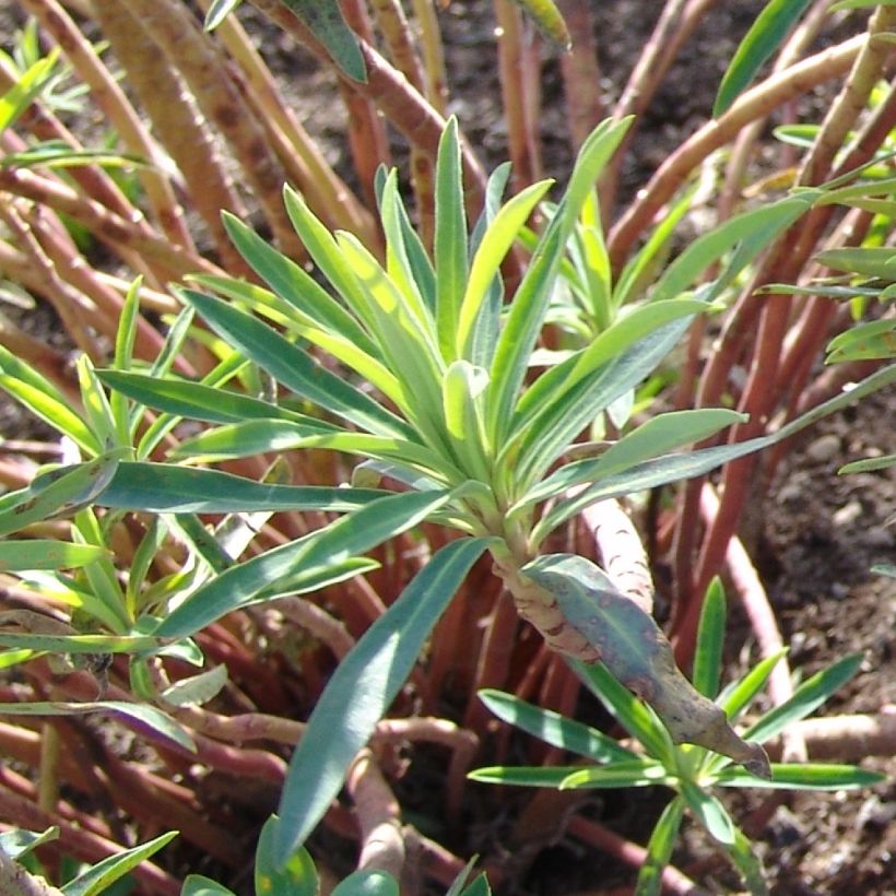 Euphorbe characias Black Pearl (Feuillage)