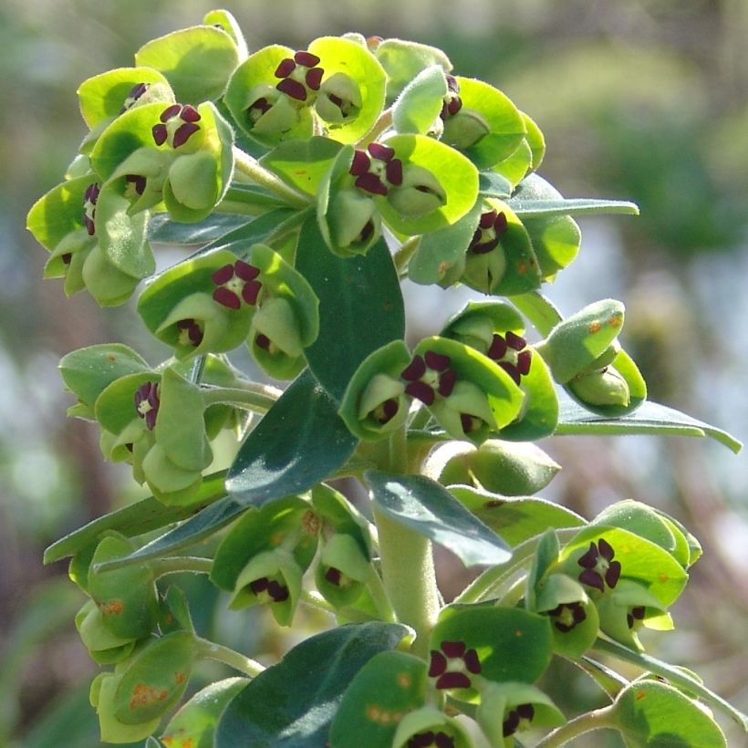 Euphorbe characias Black Pearl (Floraison)