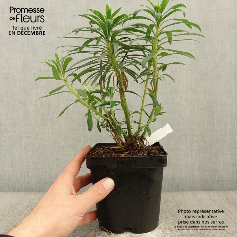 Spécimen de Euphorbia characias - Euphorbe arbustive Pot de 2L/3L tel que livré en automne