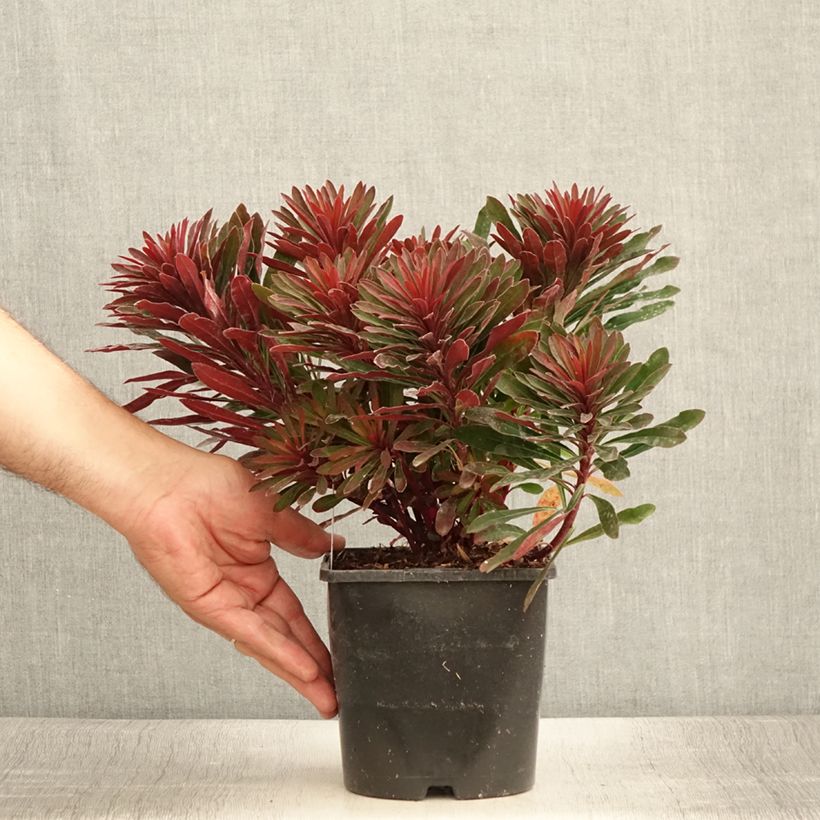 Spécimen de Euphorbia characias Miners Merlot - Euphorbe Pot de 1L/1,5L tel que livré en été