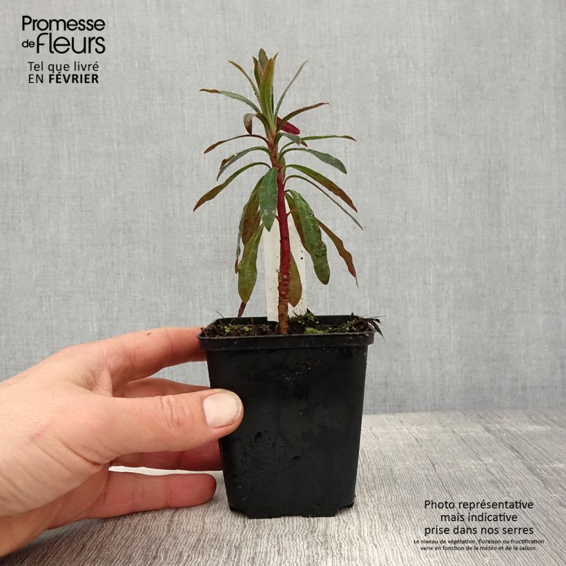 Spécimen de Euphorbia characias Purple and Gold - Euphorbe Godet de 8/9 cm tel que livré en hiver