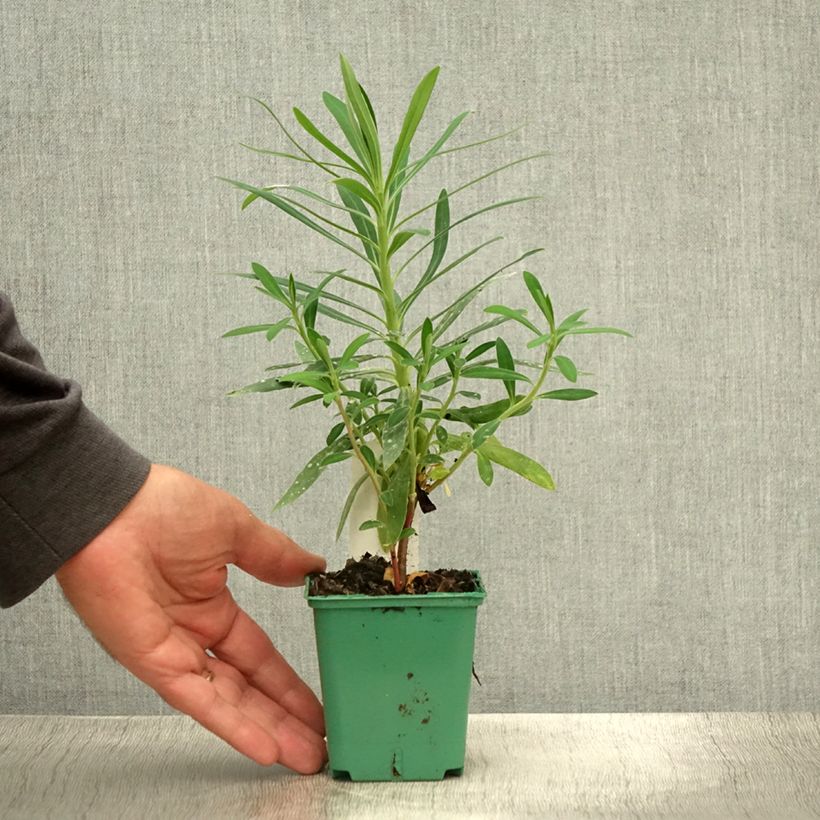 Spécimen de Euphorbia characias ssp. characias - Euphorbe des garrigues Godet de 8/9 cm tel que livré en été