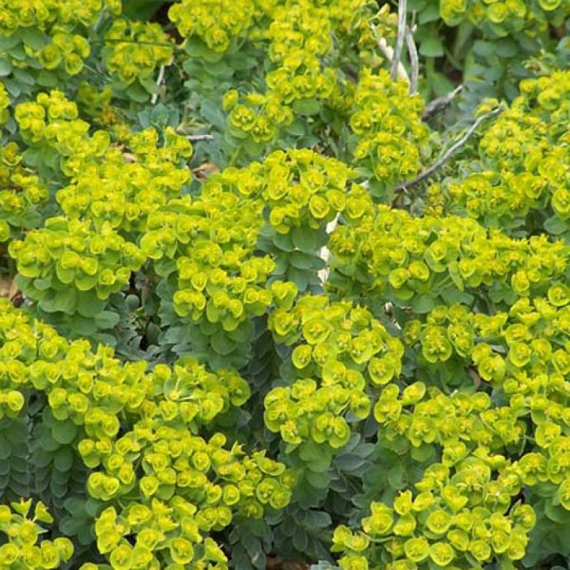 Euphorbia myrsinites - Euphorbe de Corse (Port)