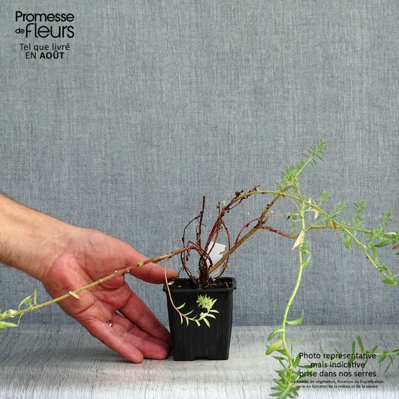 Spécimen de Euphorbia pithyusa Ponte Leccia - Euphorbe des Baléares Godet de 8/9 cm tel que livré en été