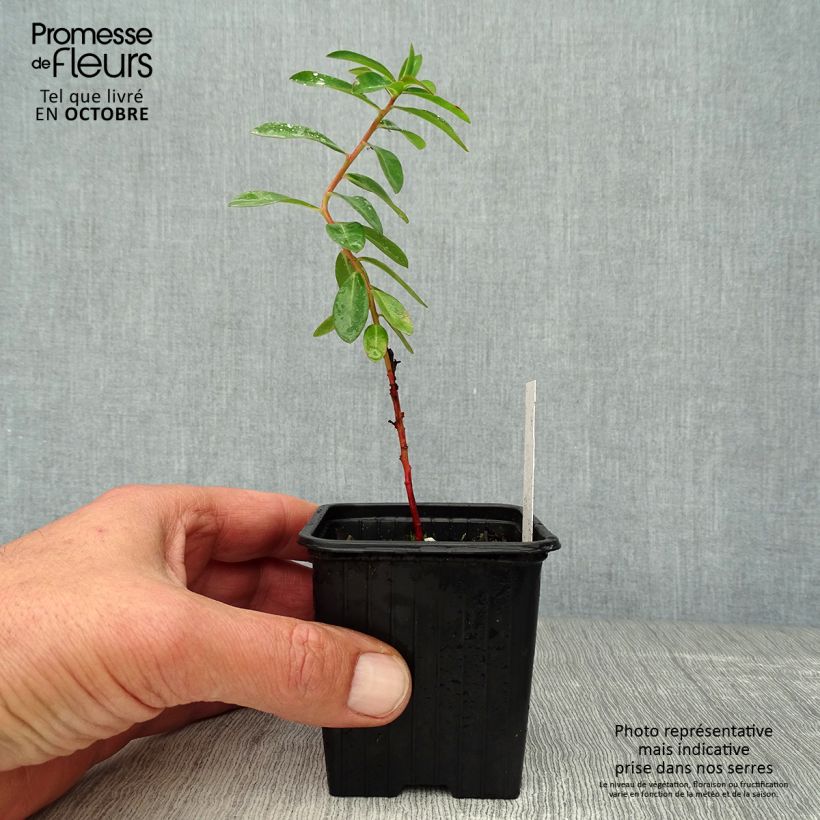 Spécimen de Euphorbia schillingii - Euphorbe schillingii tel que livré en automne