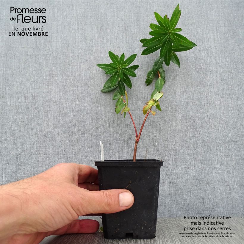 Spécimen de Euphorbia wallichii - Euphorbe Godet de 8/9 cm tel que livré en automne