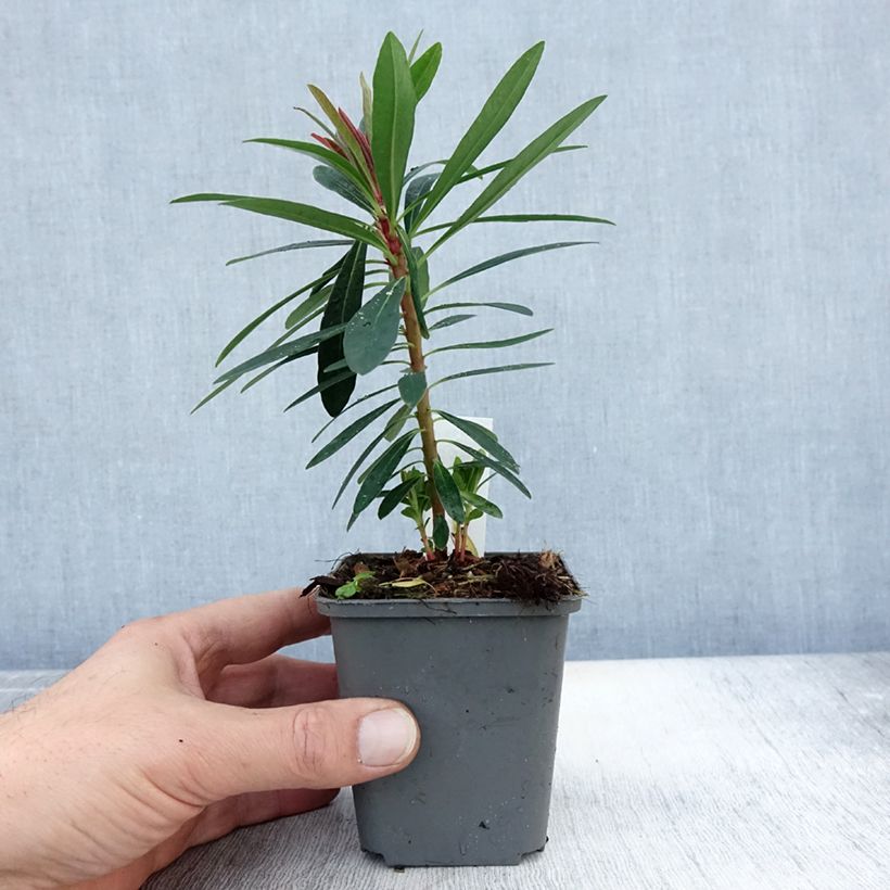 Spécimen de Euphorbia x martinii Baby Charm - Euphorbe hybride Godet de 8/9 cm tel que livré en automne