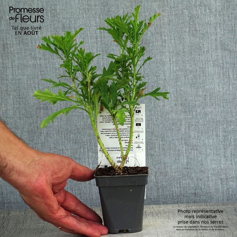Spécimen de Euryops chrysanthemoides Sonnenschein - Marguerite de la savane Godet de 8/9 cm tel que livré en été