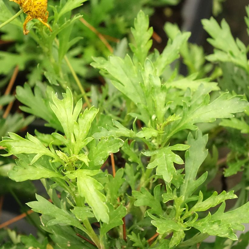 Euryops evansii (Feuillage)