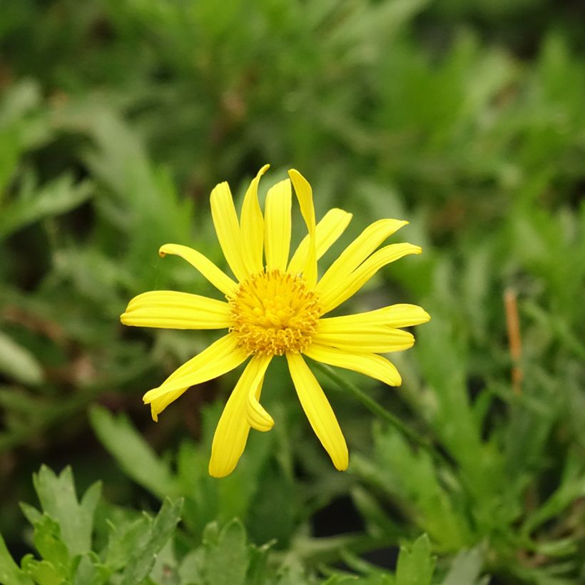 Euryops evansii (Floraison)