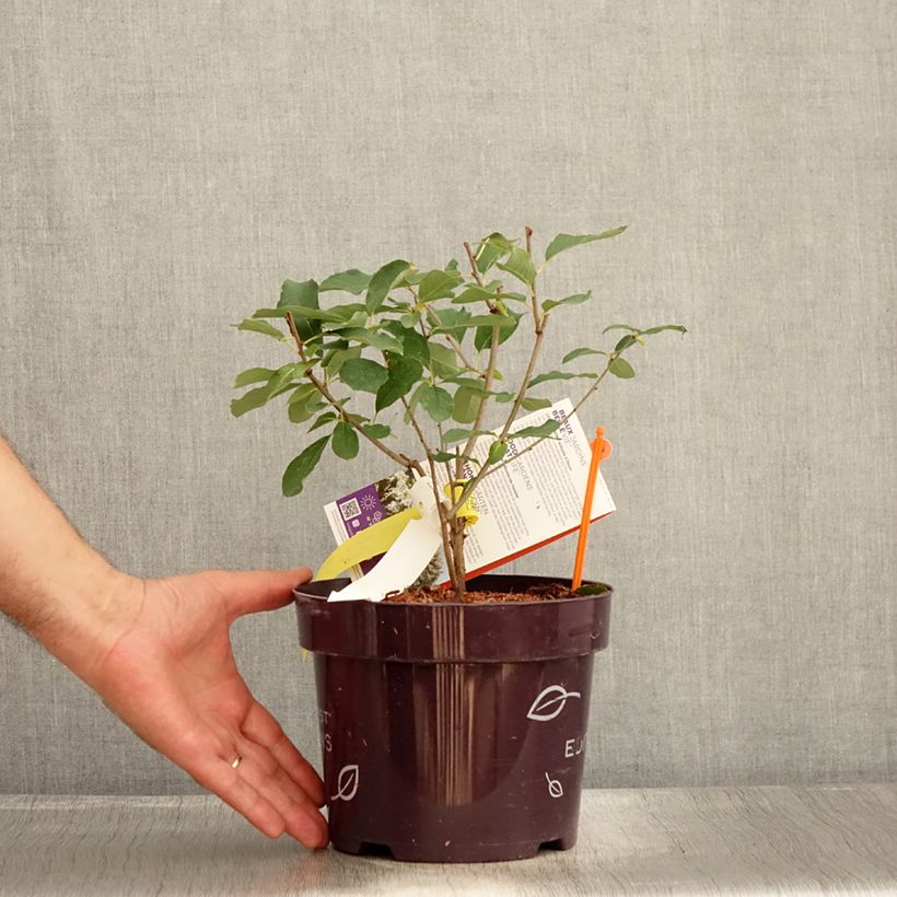 Spécimen de Exochorda Lotus Moon - Exochorde hybride - Arbre aux perles en pot de 3L/4L tel que livré en été