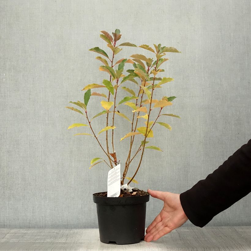 Spécimen de Exochorda racemosa Blushing Pearl Pot de 3L/4L tel que livré en automne