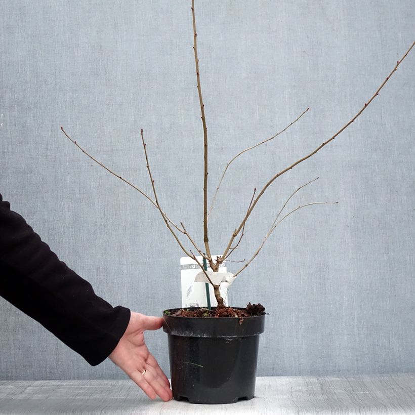 Spécimen de Exochorda racemosa Blushing Pearl 'Huibl' - Pot de 3L/4L tel que livré en hiver