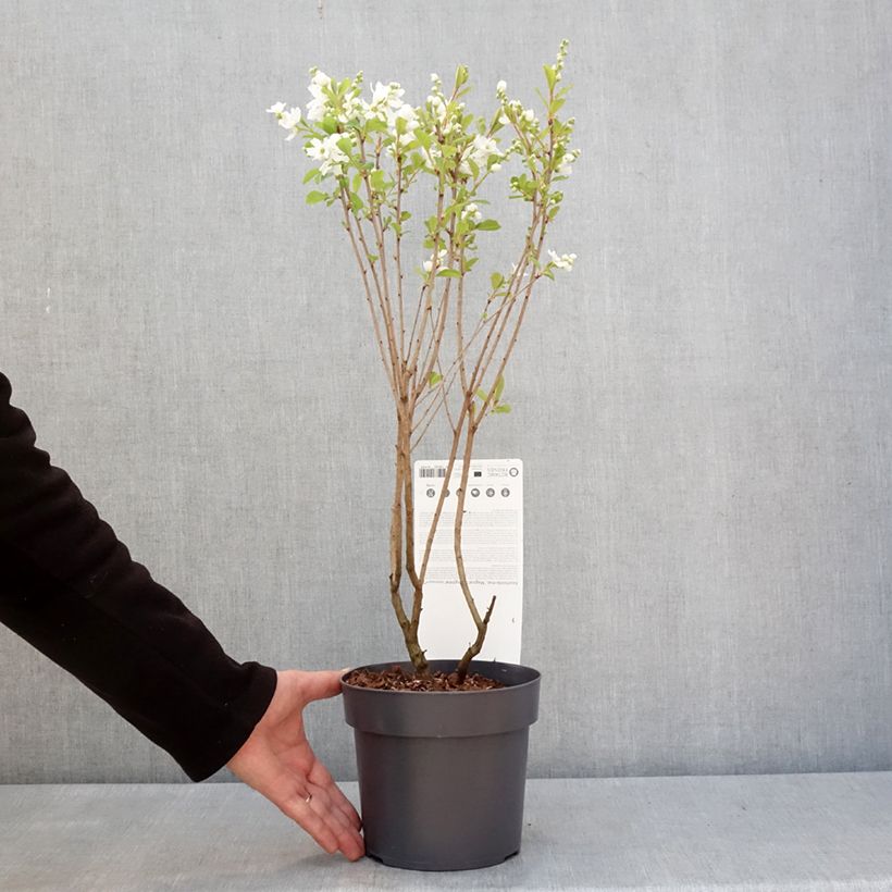 Spécimen de Exochorda racemosa Magical Springtime Pot de 2L/3L tel que livré en hiver
