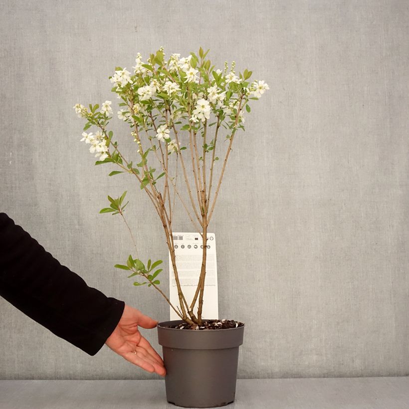 Spécimen de Exochorda racemosa Magical Springtime Pot de 2L/3L tel que livré au printemps