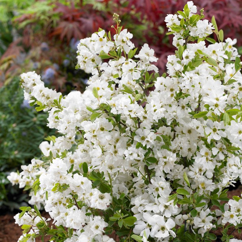 Exochorda racemosa Niagara (Floraison)