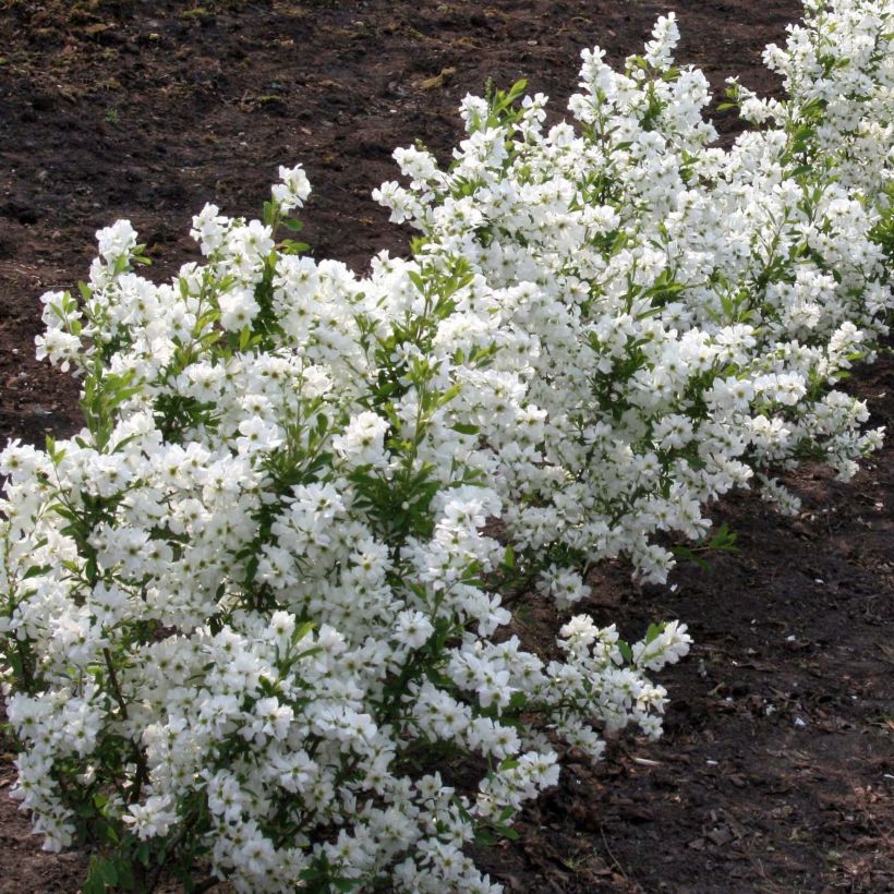 Exochorda racemosa Niagara (Port)